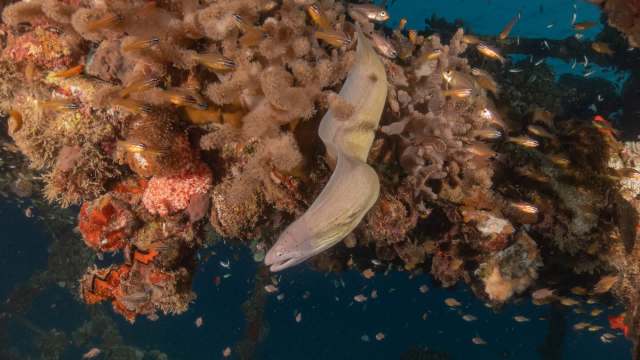 Japan stands in opposition to several other nations.