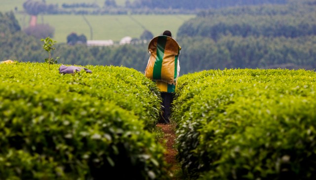 Massive crop failures cost more than money, too.