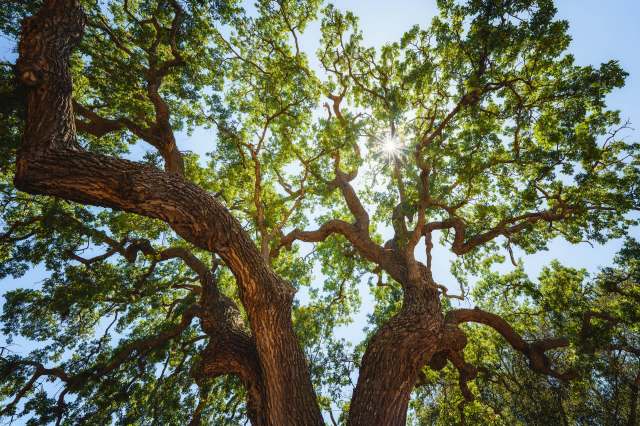 Their spread can be contained through local action and raising awareness.