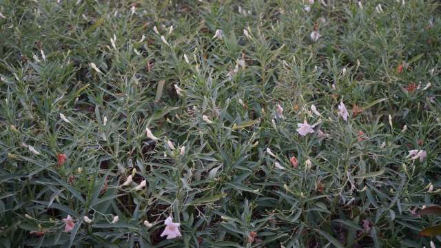"I bought one, not knowing that it's a super aggressive and invasive plant."
