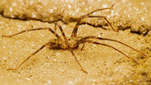 "A true gem in our cave systems."