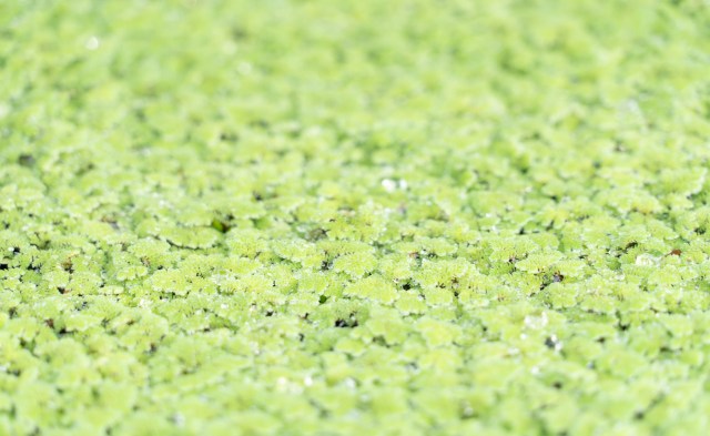 The research team believes that collaboration will lead to successful conservation.