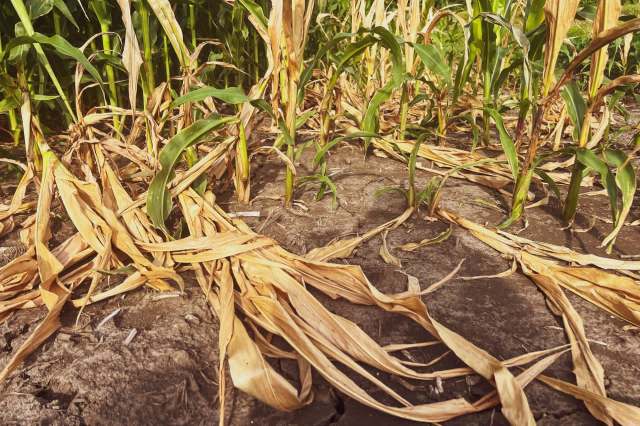 "It is predicted that by 2040 ... agricultural production will reduce by around 8%–10%."