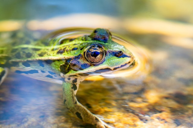 Once these species are gone, they're gone.