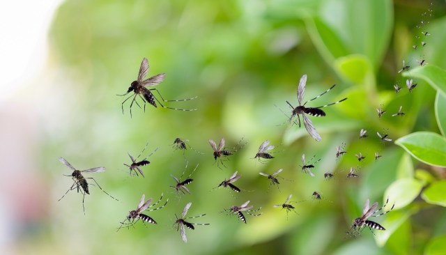These bloodsuckers benefit from warmer and wetter conditions.