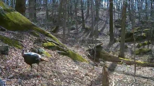 "I have seen the progressive destruction."