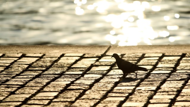 "I've always thought all birds were from here."