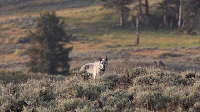 "I showed them the video and they could not believe what was right there in front of them."