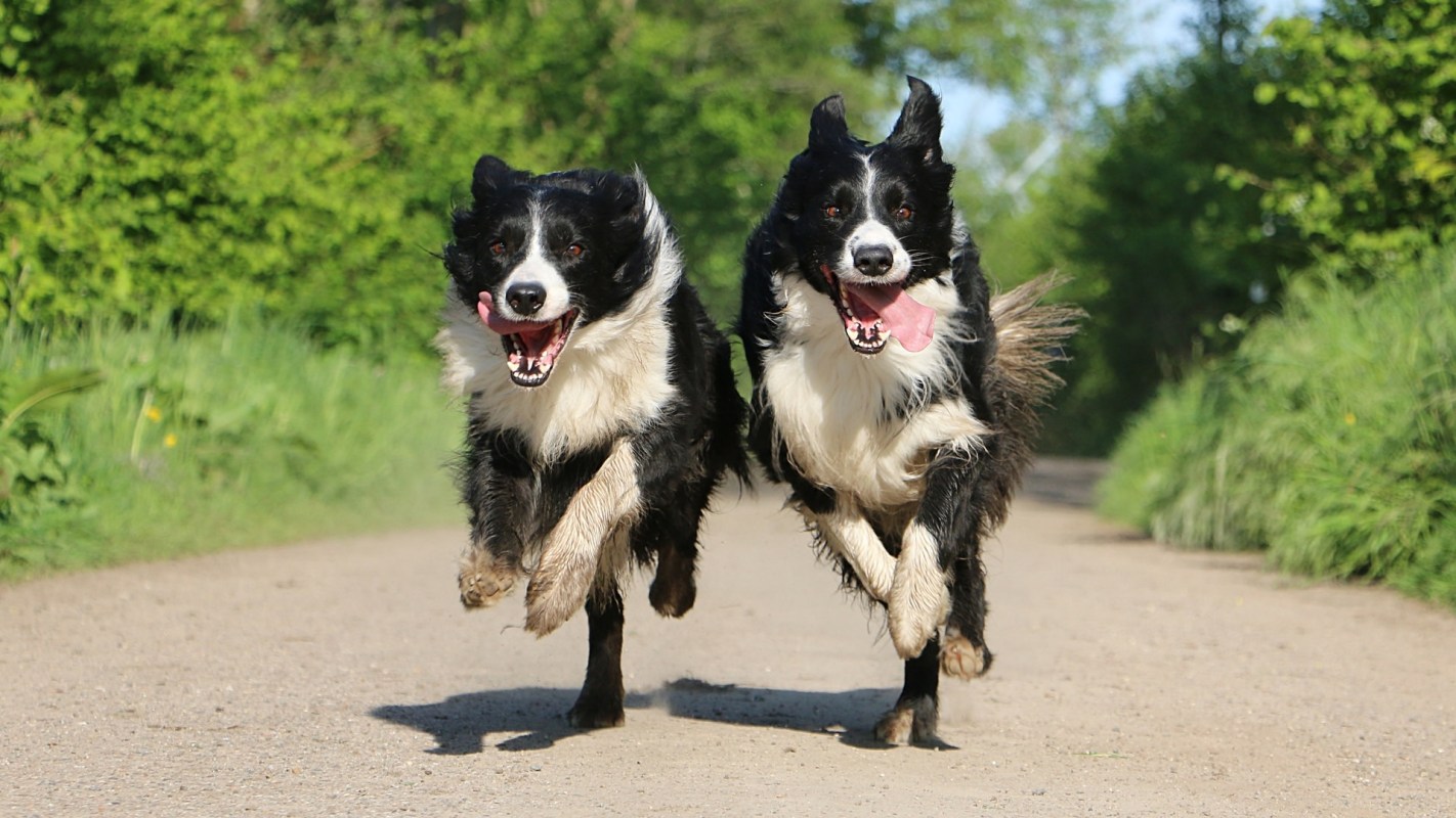 "It makes these dogs feel good too."