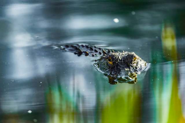 A biologist said the unprovoked animal's behavior was unusual.