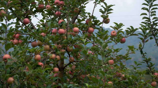 "Those go to grocery stores, and they have to be pretty much perfect."