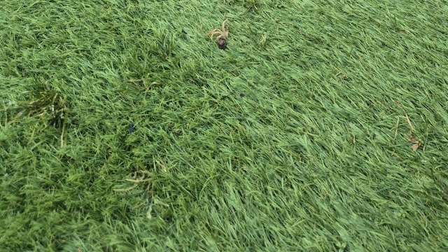 "Life ... finds a way."