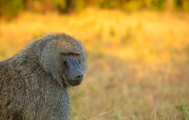 Animals seemed able to differentiate between humans who posed a threat and those who did not.