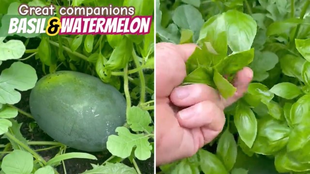 "Believed to improve the flavor."