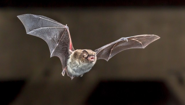 "This highlights the delicate balancing act bats perform."