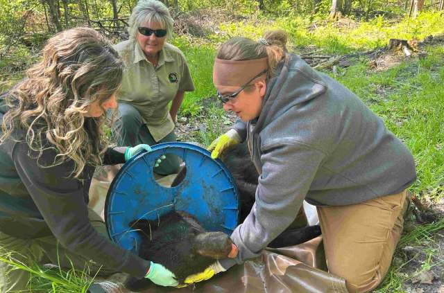 "It was still able to make a living like a pretty typical bear."