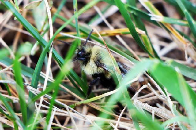 "With reduced numbers already this year, it is making it even worse."