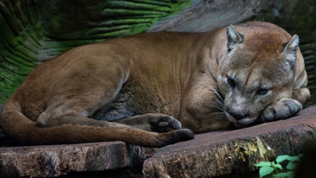 "If this continues, we will unfortunately witness the extinction of several species within a few years."