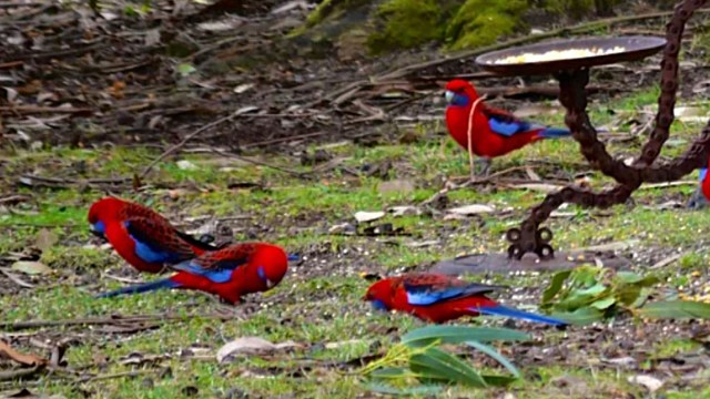 "Don’t know what I love more: your snazzy bird feeder or those gorgeous birds!"
