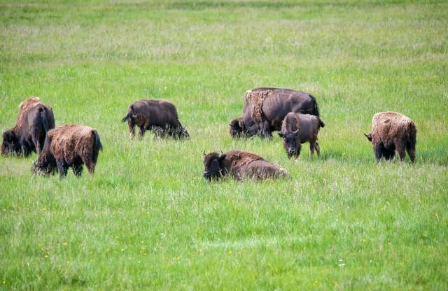 "And here I am afraid to get close to a tame horse in a stable."