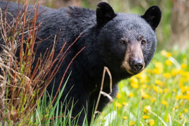 The bear climbed up a tree and didn’t come down for several hours.