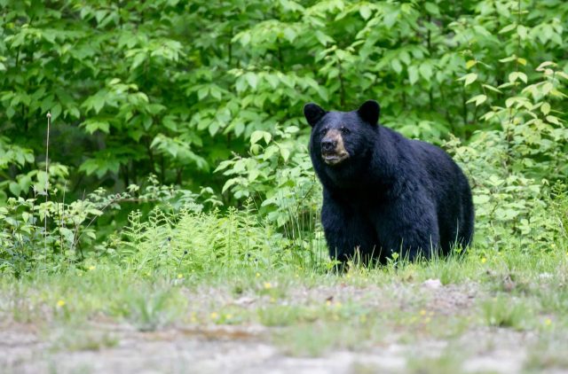 The bear was lovingly dubbed Elden by locals.