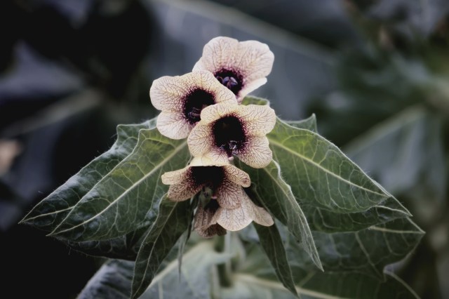 The plant reproduces quickly, producing up to 500,000 seeds per growing season.