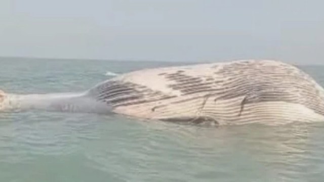 Scientists could not pinpoint the cause.