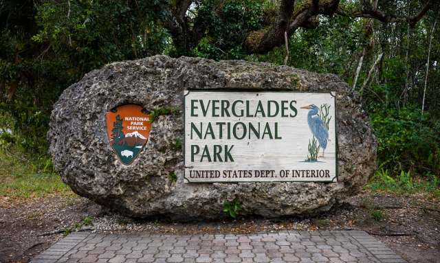 Because the pythons are so large, they have few predators.