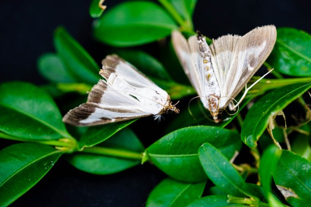 "Early detection is critical."