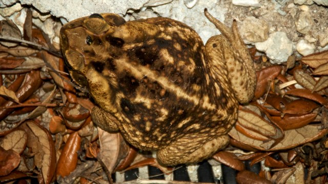 The toads must be treated with caution.