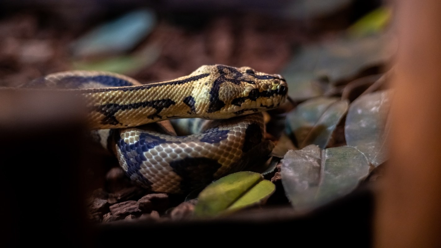 "Represents a significant biosecurity risk."