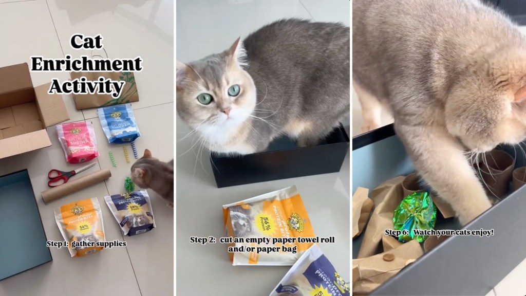 How to Make Toilet Paper Roll Cat Toy: Easy DIY Fun for Cats