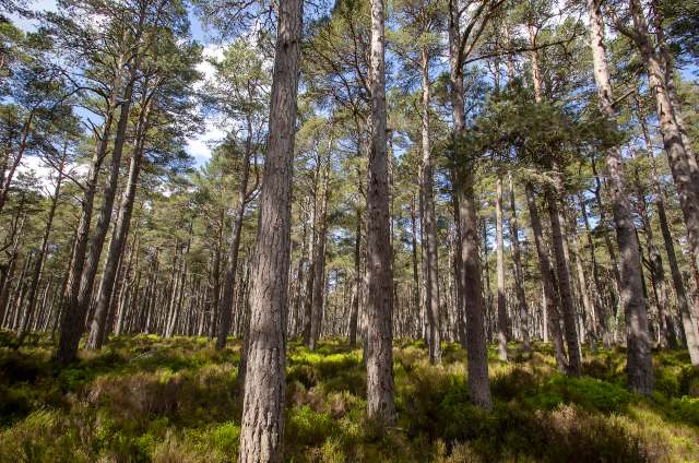 Unfortunately, this isn't the only case of well-meaning human behavior disrupting ecosystems.