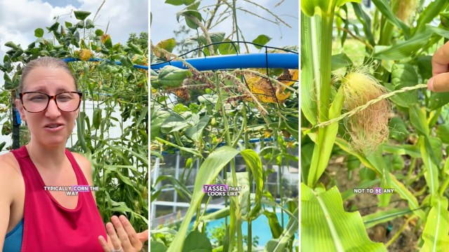 The video was popular with the gardening crowd.
