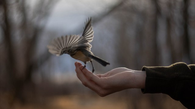 "The birds are like the canary in the coalmine."