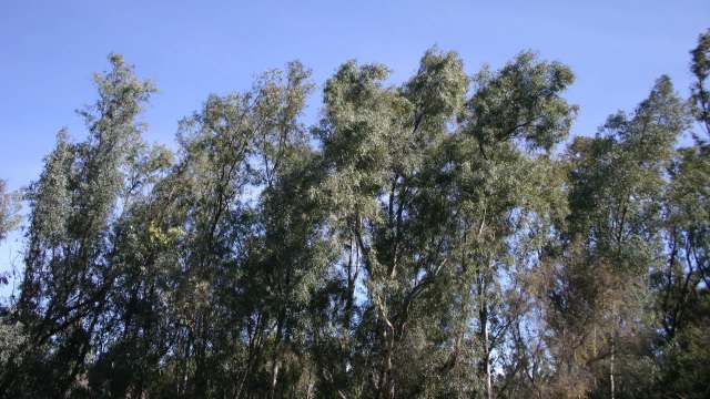 Right now, there aren’t natural predators to keep these creatures in check.