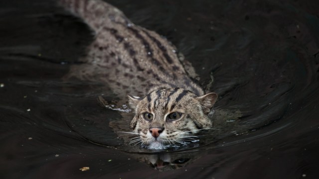 They’re part of a complex, delicate web.