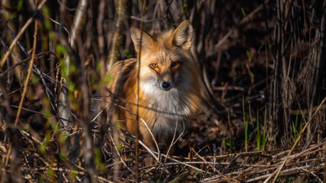 "It's strange to say, but the fox was lucky."