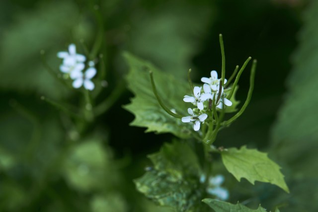Those seeds can quickly take over an area if left alone.