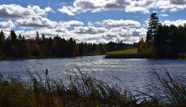"You have to make sure that you're prepared to handle the number, how large they get, and just how much they need to eat."