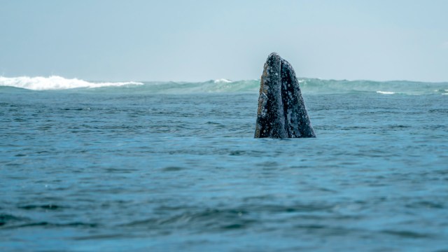 NOAA Fisheries is monitoring the situation.