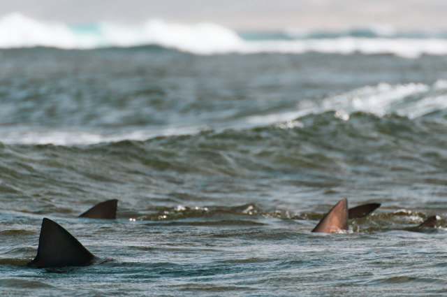 "I'm like, 'Oh, my goodness, that's a shark!'"