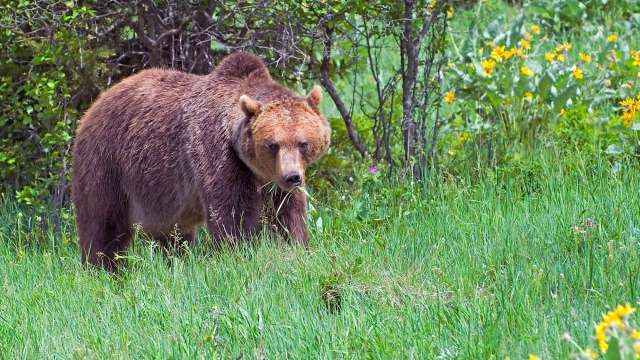 "Montana is bear country."