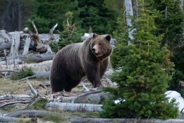 "He jumped through his window."