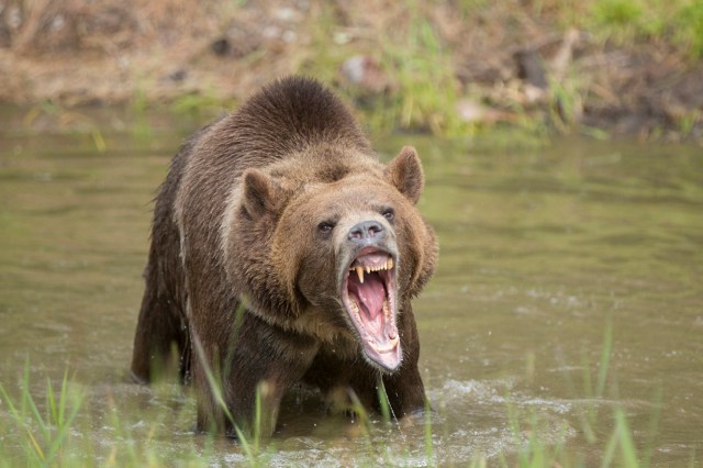 Preventing these conflicts reduces the need for lethal actions and helps communities coexist more safely with nearby wildlife.