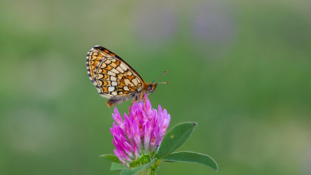 "It's a reminder of how delicately balanced nature is."