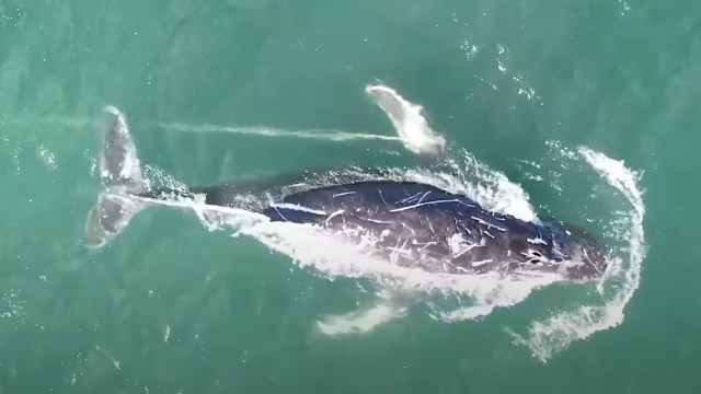 "It may be the size of a bus, but the ocean is a big place."