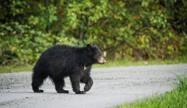 As bears come closer to civilization, it increases the chances of dangerous human-wildlife encounters.