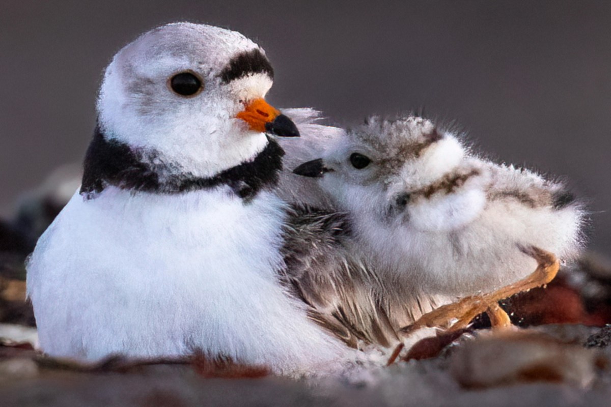 It's a familiar plight.